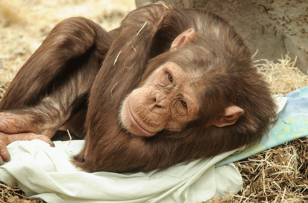 Chimpanzee Trekking in Kibale National Park
