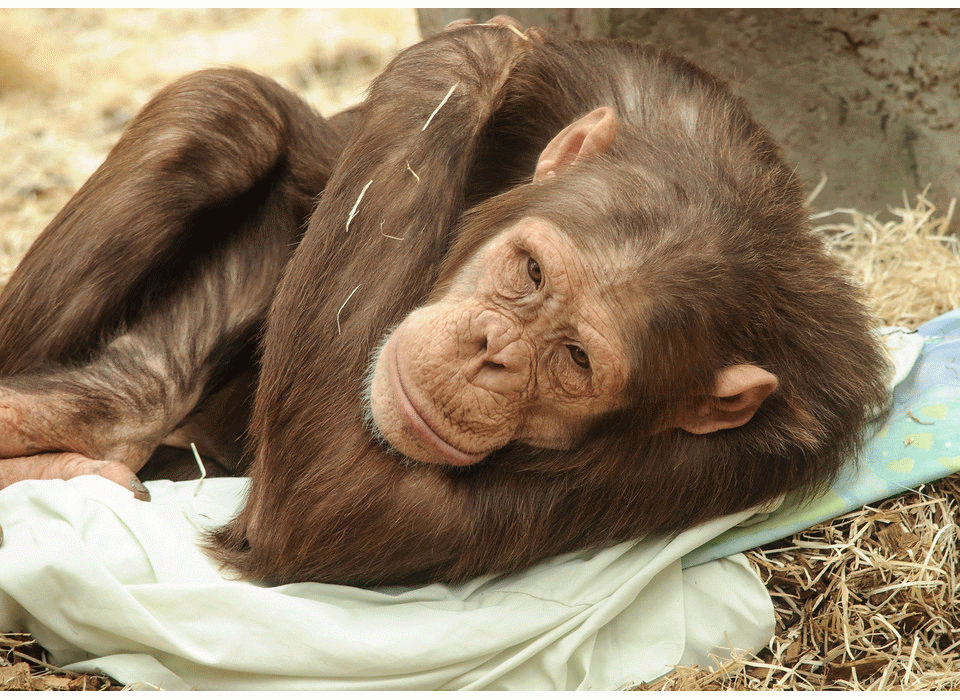 Chimpanzee Trekking in Kibale National Park