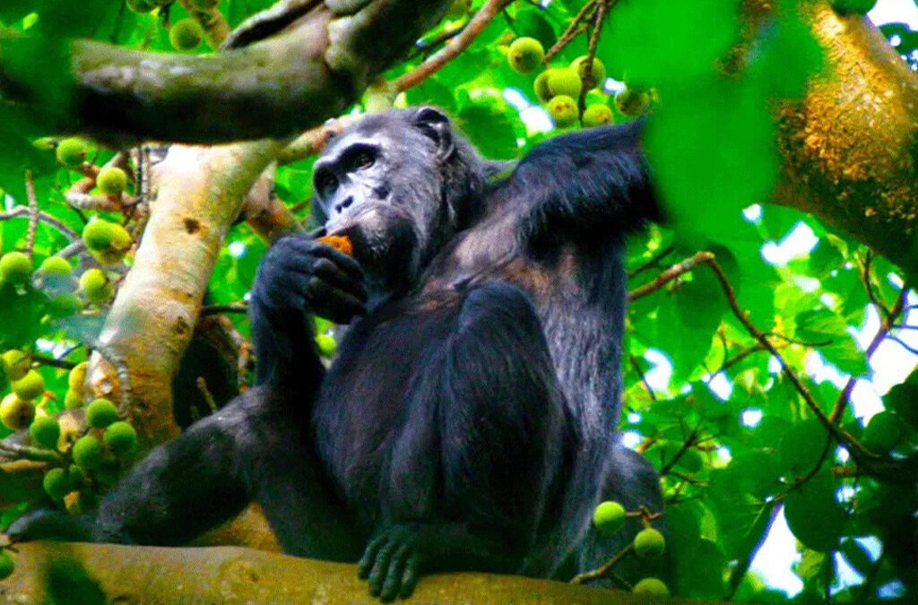 How Close Can You Get to See Chimpanzees in Uganda?