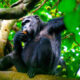 How Close Can You Get to See Chimpanzees in Uganda?