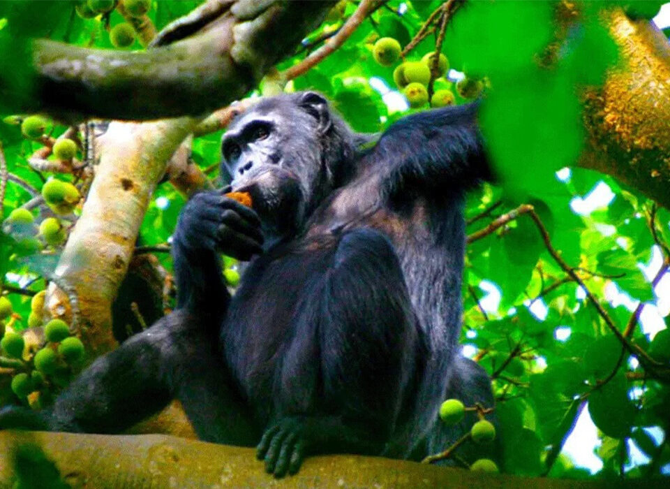 How Close Can You Get to See Chimpanzees in Uganda?