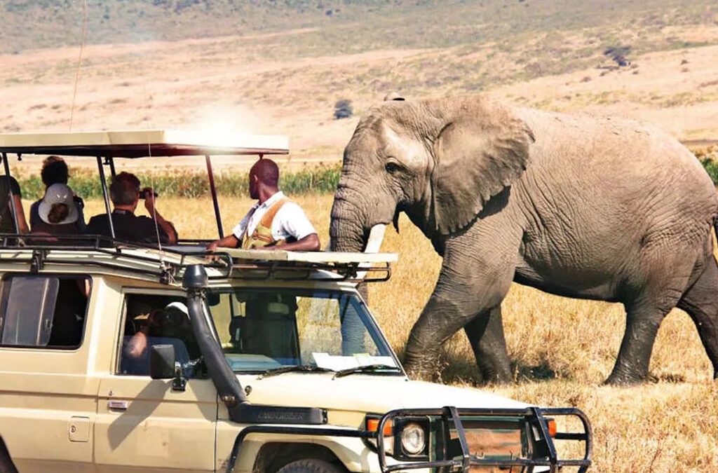 Game Drives in Mweya Peninsula: A Complete Safari Experience