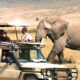 Game Drives in Mweya Peninsula: A Complete Safari Experience