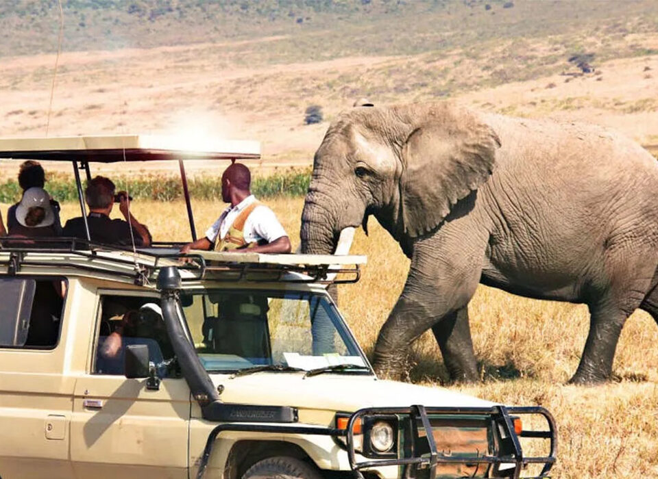 Game Drives in Mweya Peninsula: A Complete Safari Experience