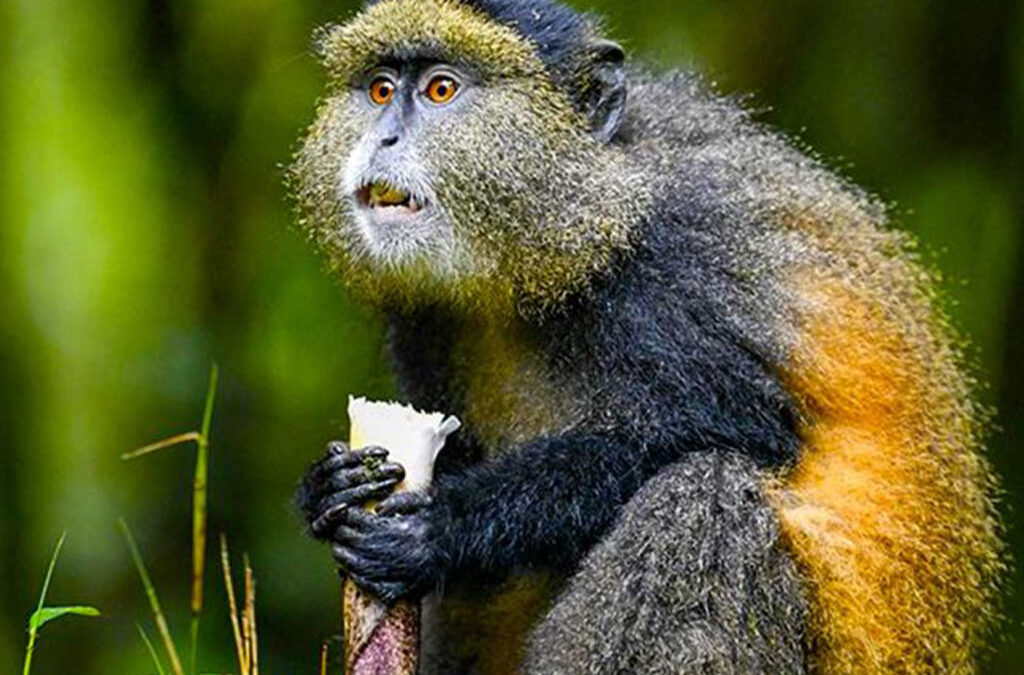 Why Choose Golden Monkey Trekking in Uganda?