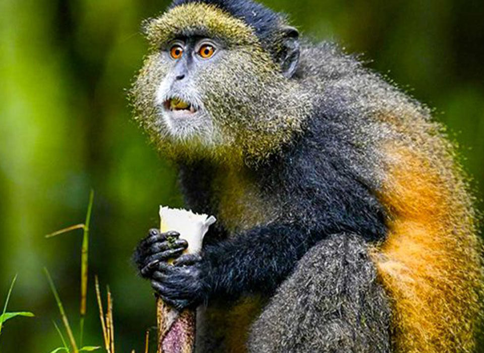 Why Choose Golden Monkey Trekking in Uganda?