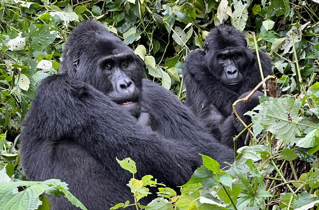Documentation Requirements for a Gorilla Trekking Experience in Uganda