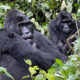 Documentation Requirements for a Gorilla Trekking Experience in Uganda