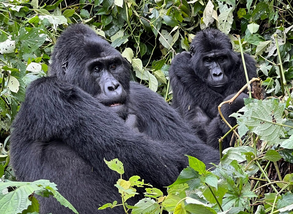 Documentation Requirements for a Gorilla Trekking Experience in Uganda