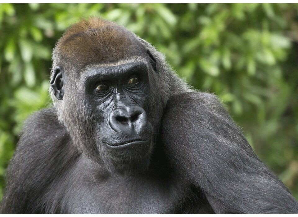 Gorilla vs chimpanzee trekking