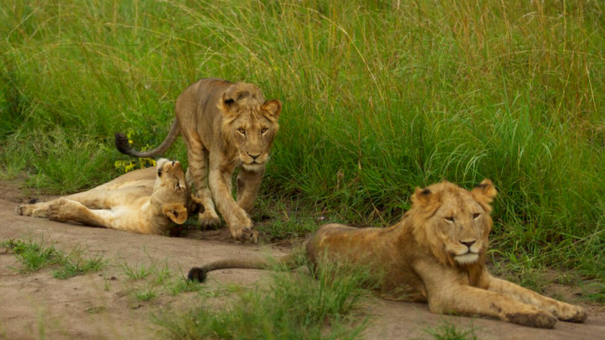 Top places to see lions