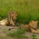 Top places to see lions
