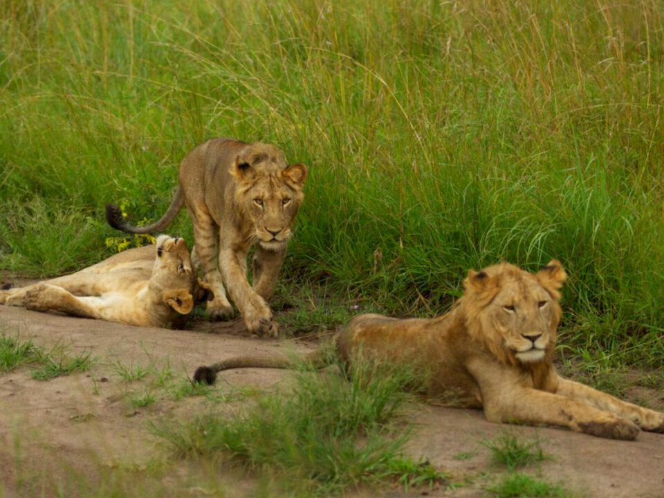 Top places to see lions