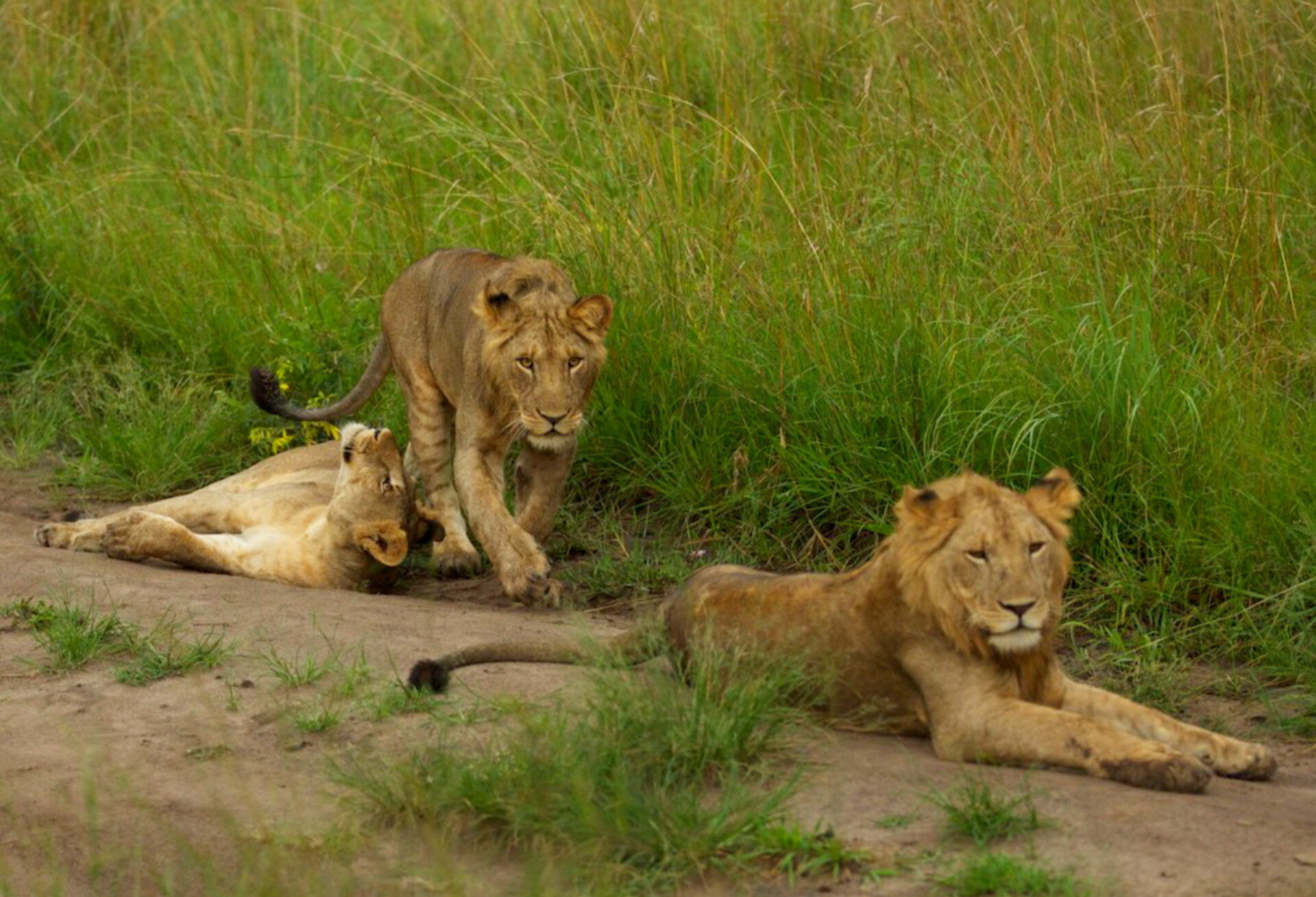 Top places to see lions