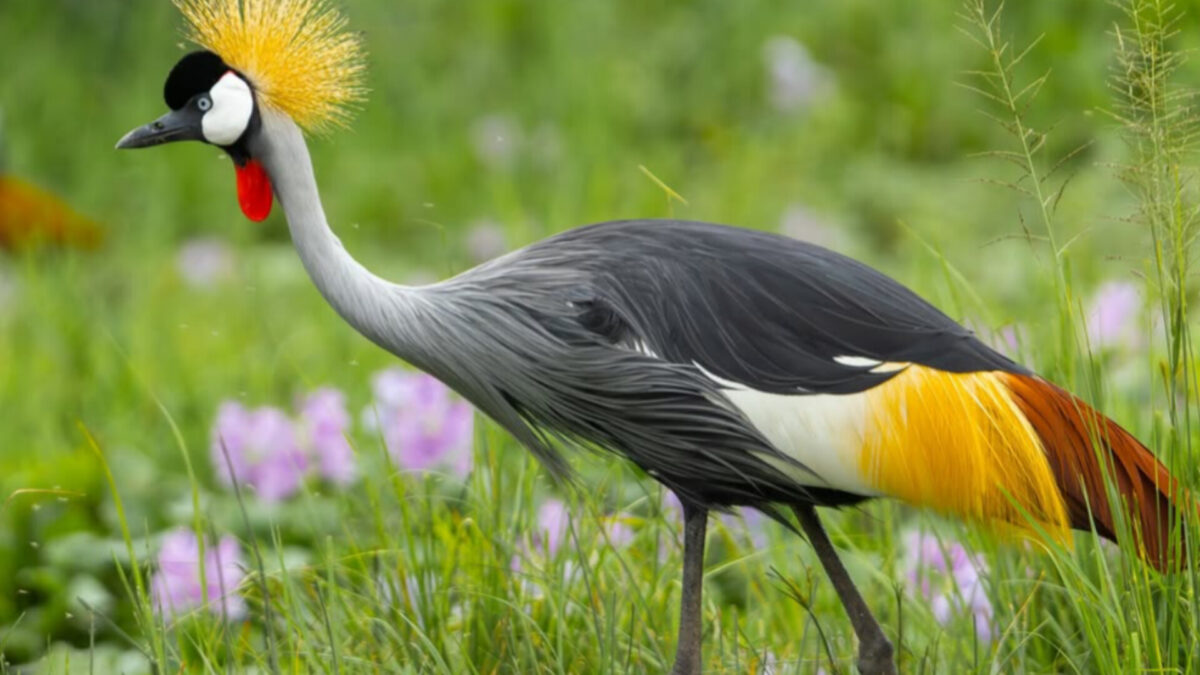 Birdwatching Uganda Crested Crane