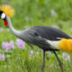 Birdwatching Uganda Crested Crane