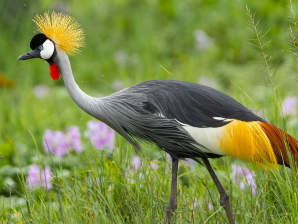 Birdwatching Uganda Crested Crane