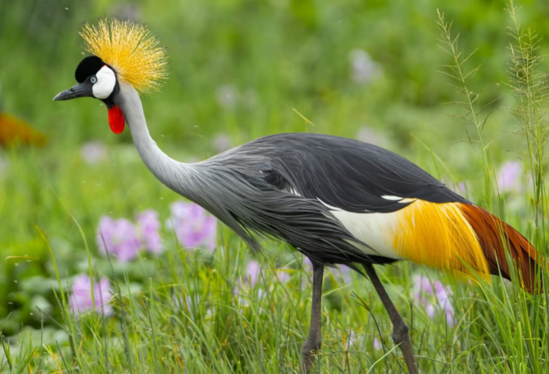 Birdwatching Uganda Crested Crane
