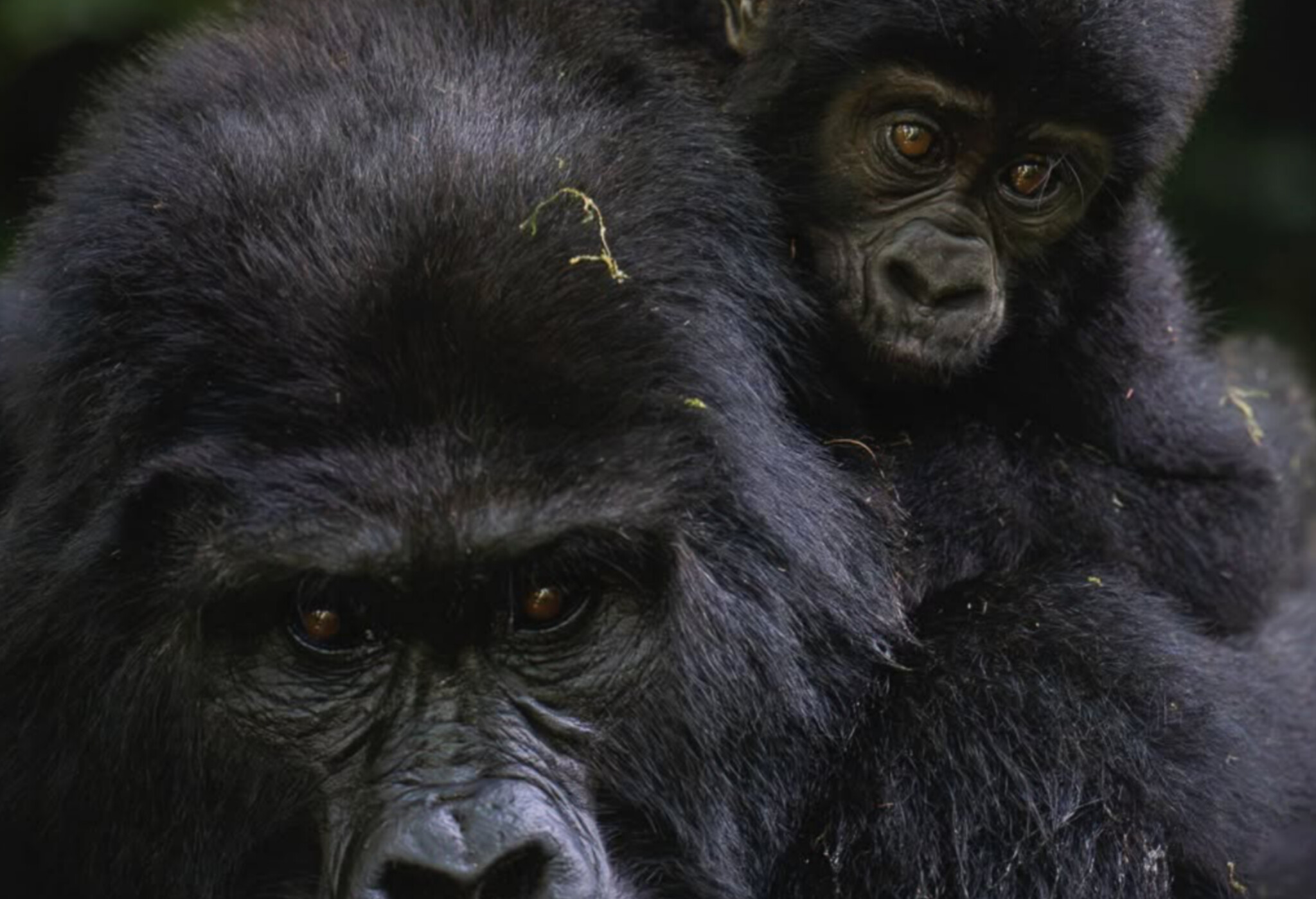 Volcanoes vs Bwindi