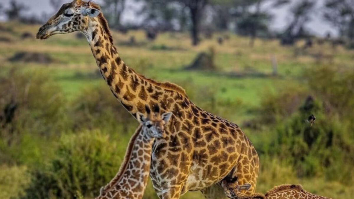 family giraffe safari