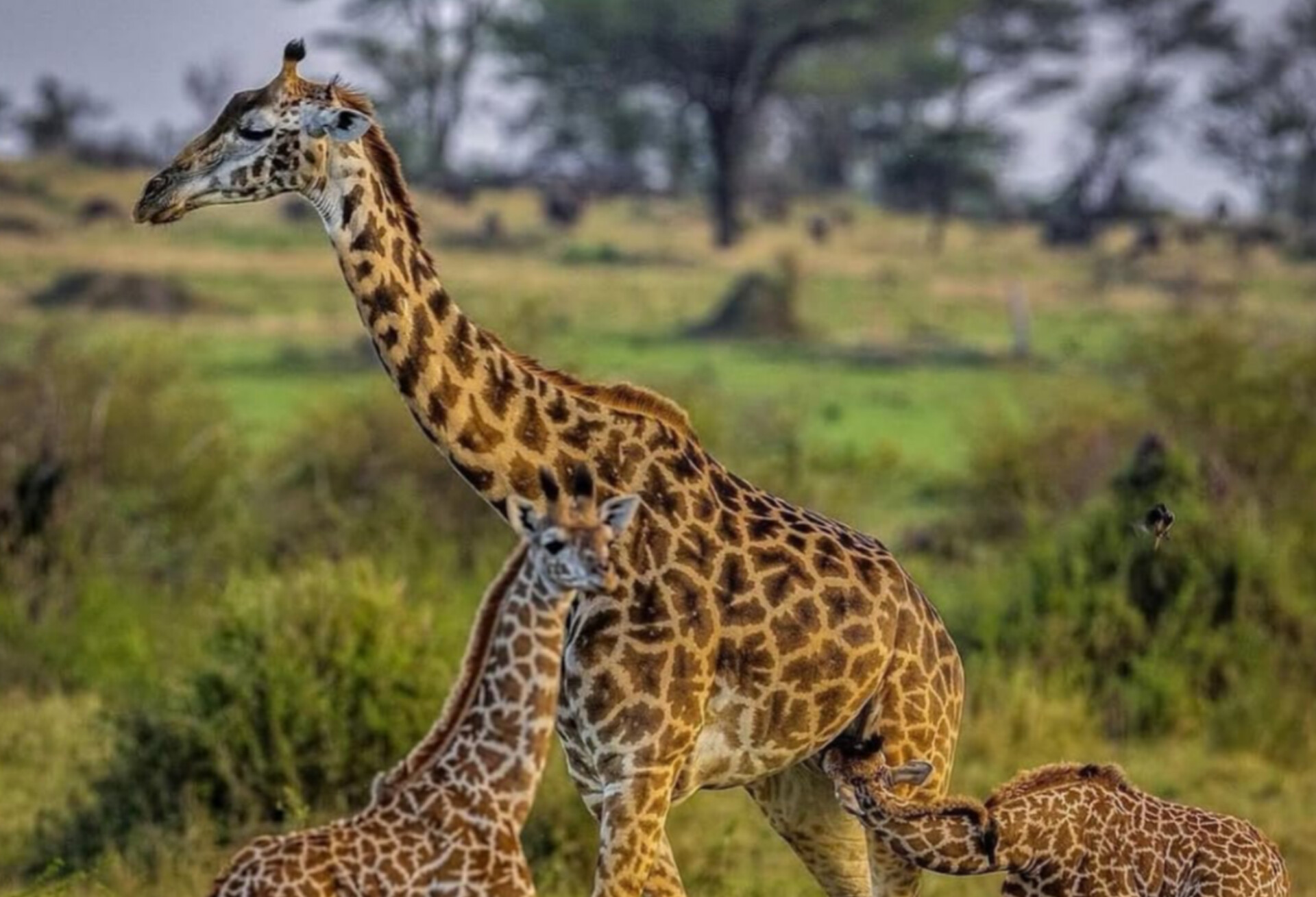 family giraffe safari