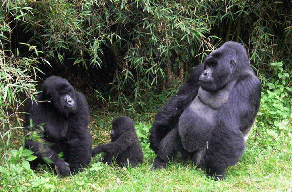 Luxury gorilla safari