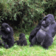 Luxury gorilla safari