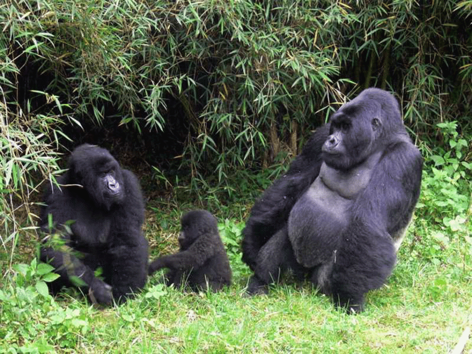 Luxury gorilla safari