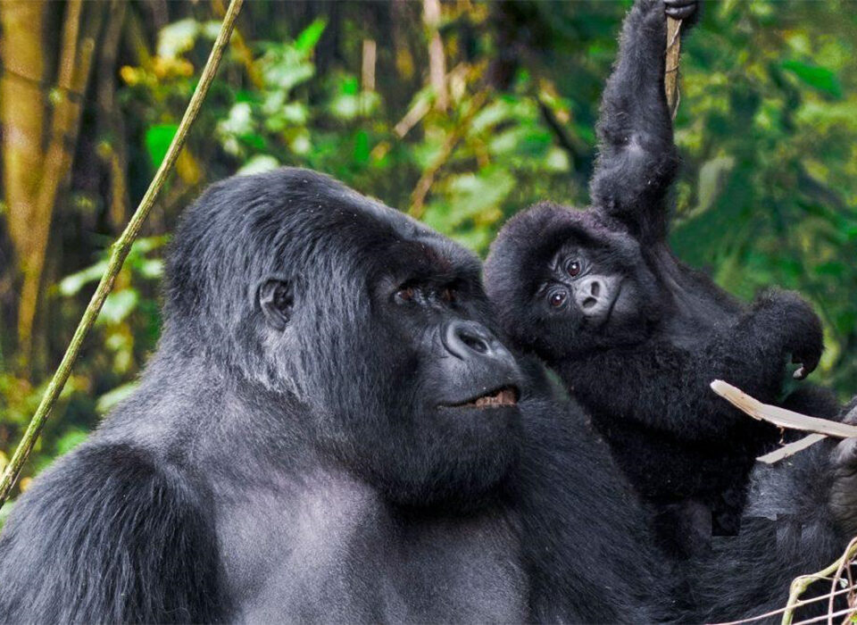 Best Tourist Attractions in Rwanda