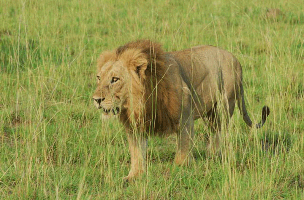 Uganda lion sightings