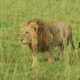 Uganda lion sightings
