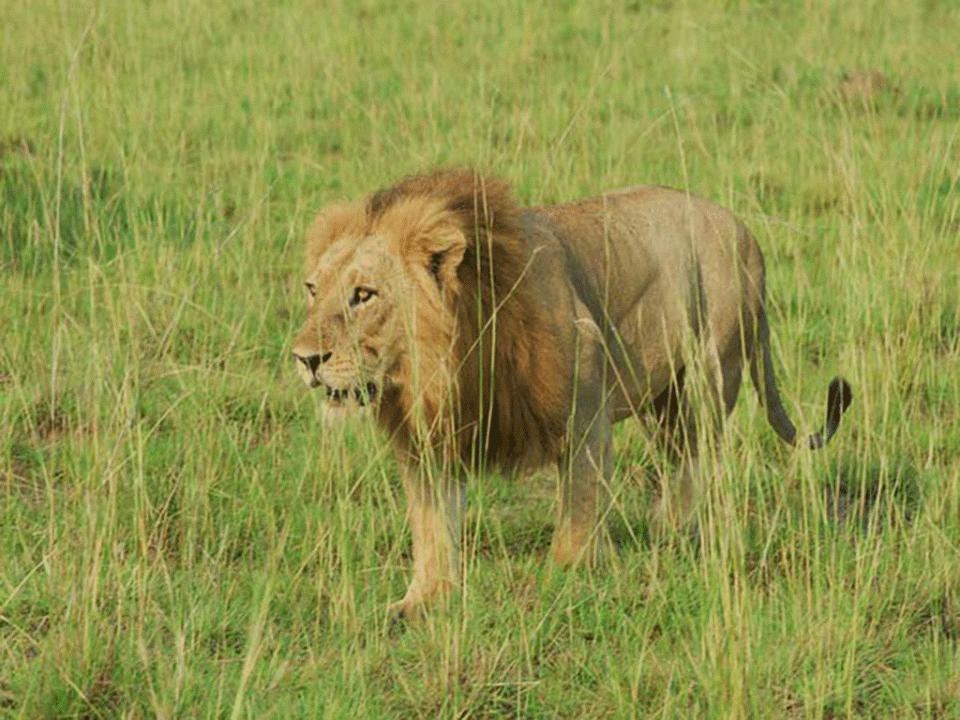 Uganda lion sightings