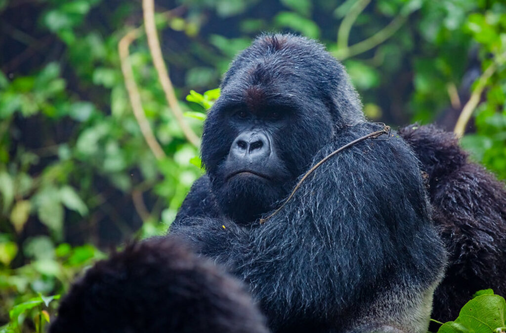 What to Expect on the Actual Day of Gorilla Trekking