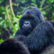 What to Expect on the Actual Day of Gorilla Trekking