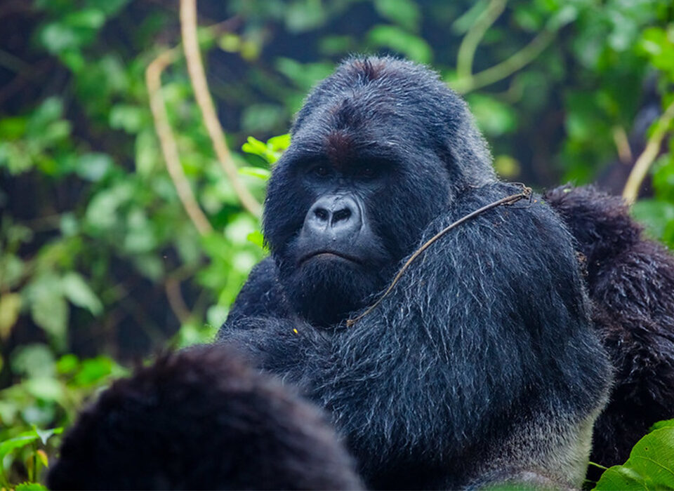 What to Expect on the Actual Day of Gorilla Trekking