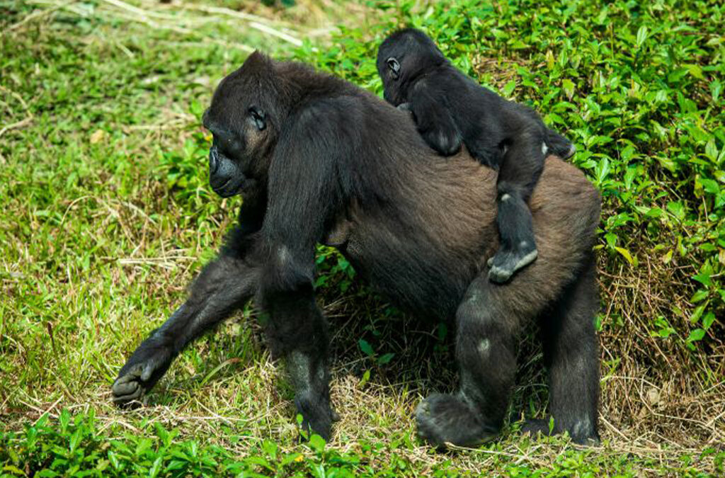 What Happens on Gorilla Trekking Day in Uganda?