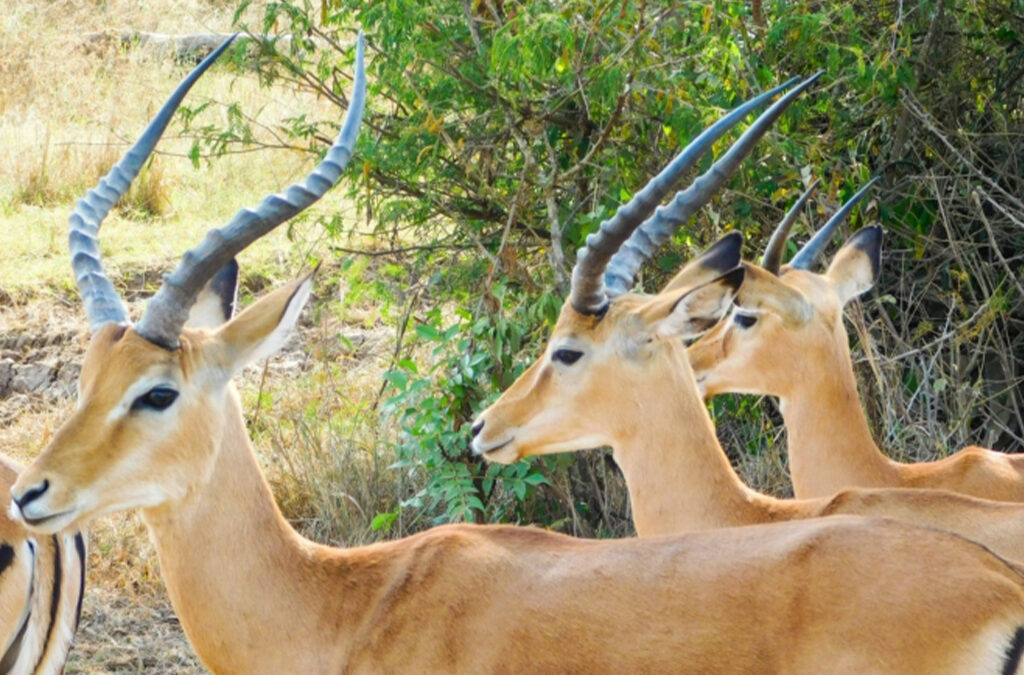 Best Time to Visit Akagera National Park