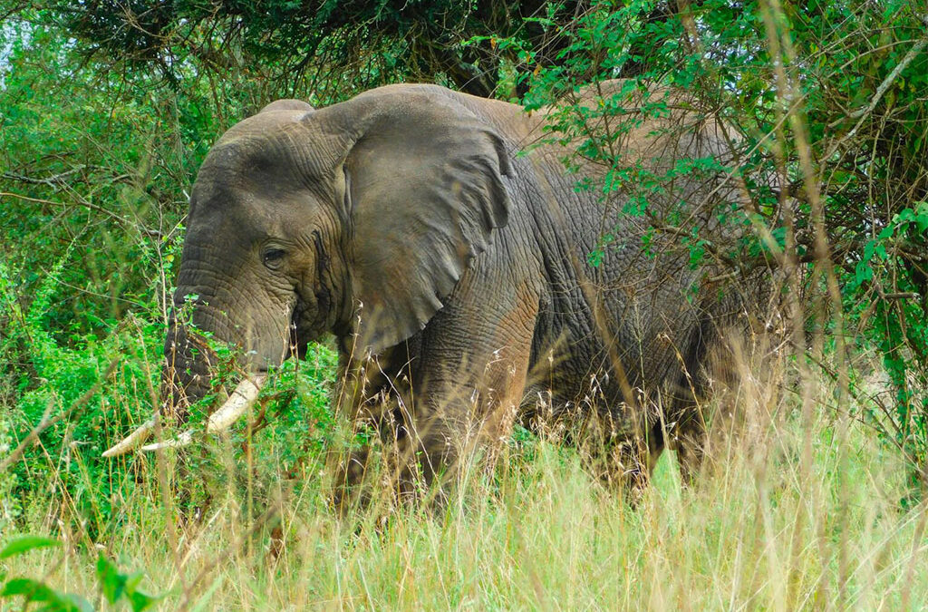 Viewing Elephants in Akagera National Park