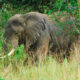 Viewing Elephants in Akagera National Park