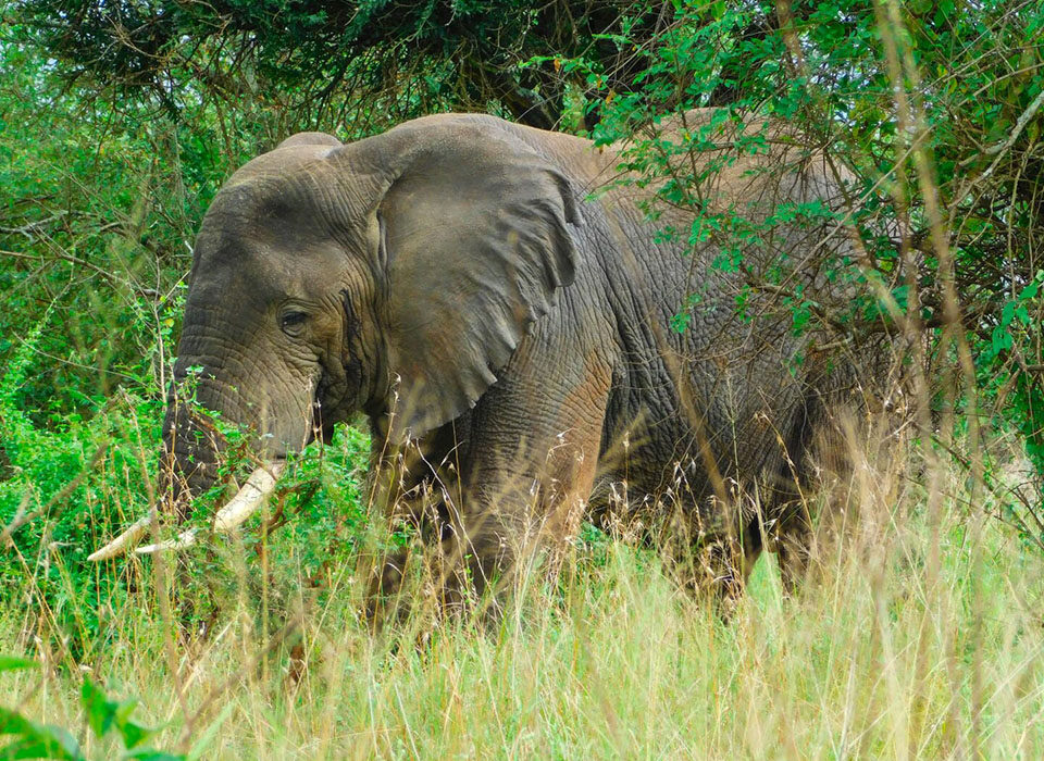 Viewing Elephants in Akagera National Park
