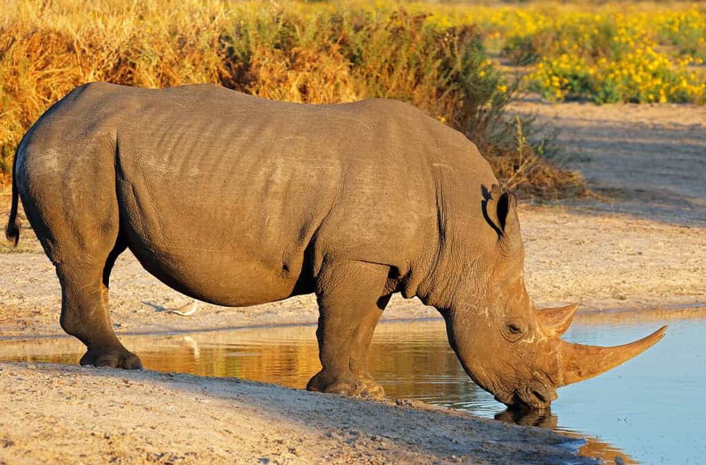 Facts About Akagera National Park: Rwanda’s Remarkable Conservation Success