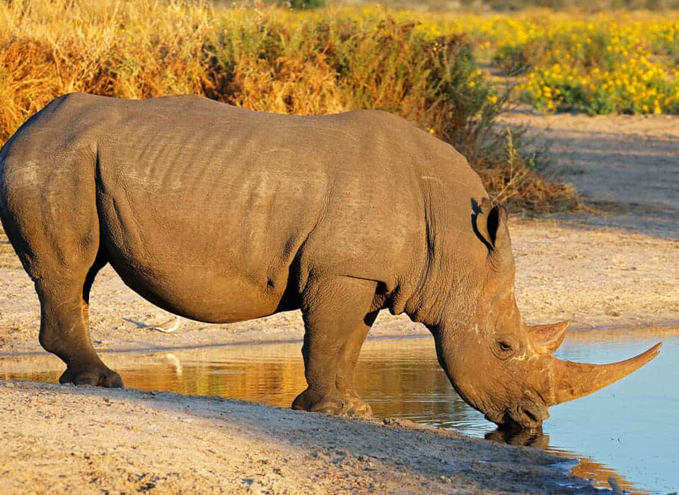 Facts About Akagera National Park: Rwanda’s Remarkable Conservation Success