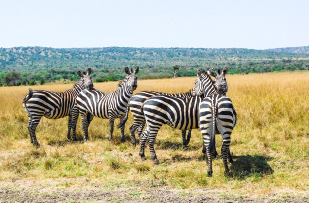 Why Choose an Akagera National Park Safari in Rwanda?