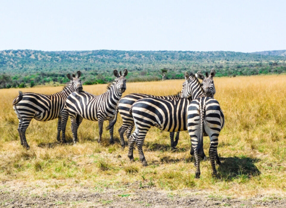 Why Choose an Akagera National Park Safari in Rwanda?