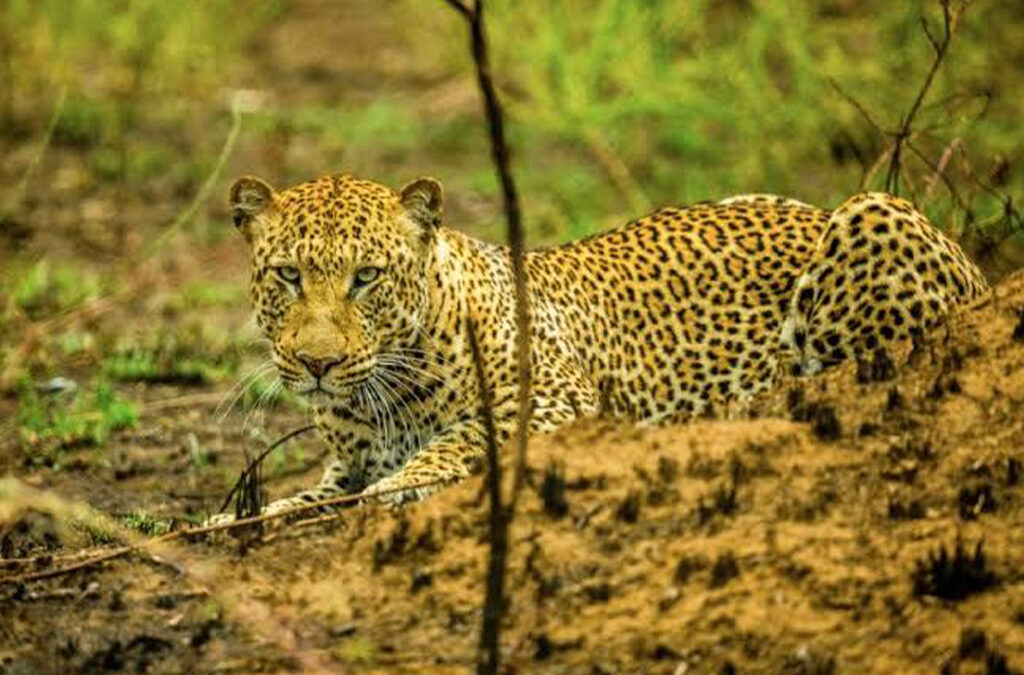 5 Days Akagera and Nyungwe National Park Safari