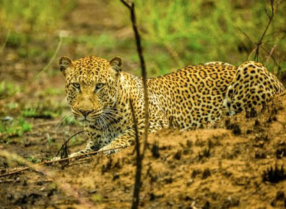 5 Days Akagera and Nyungwe National Park Safari