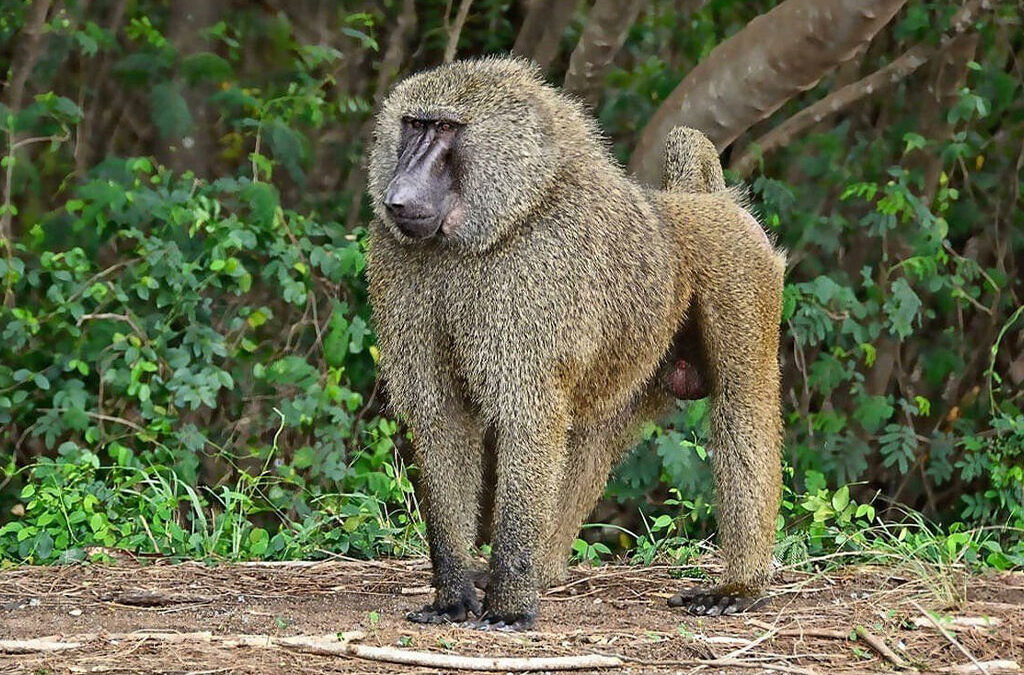 Where to Find Olive Baboons in Uganda