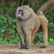 Where to Find Olive Baboons in Uganda
