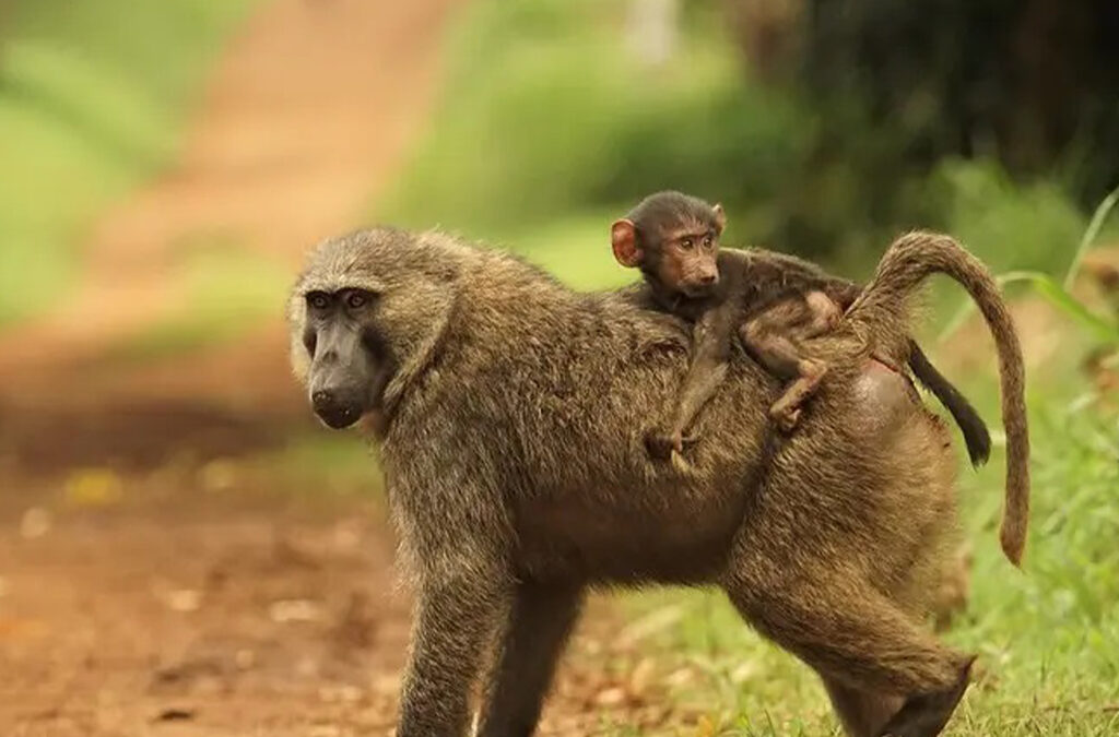 Fascinating Facts About Baboons
