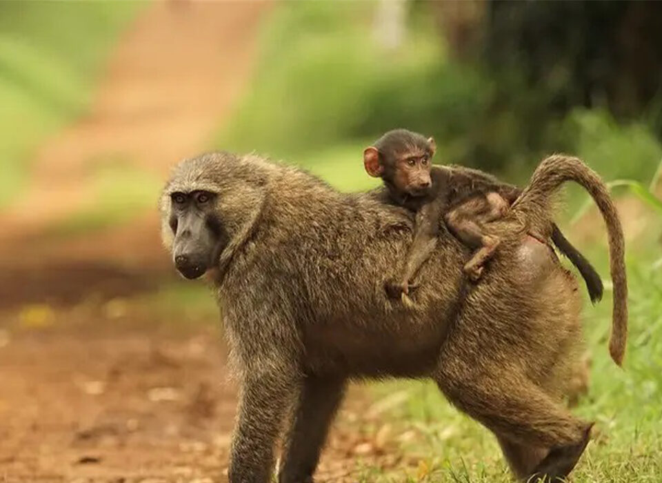 Fascinating Facts About Baboons